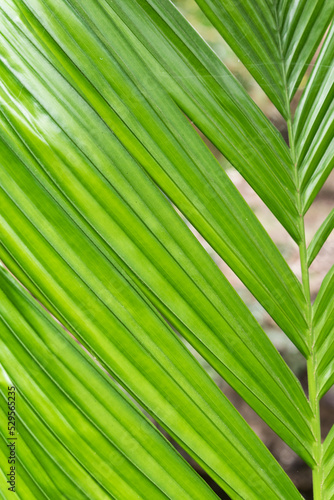 leaf texture   leaf Areca nut palm  Areca palm