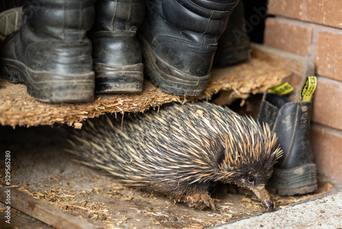 Native echidna animal out and about during mating season amongst farm boots