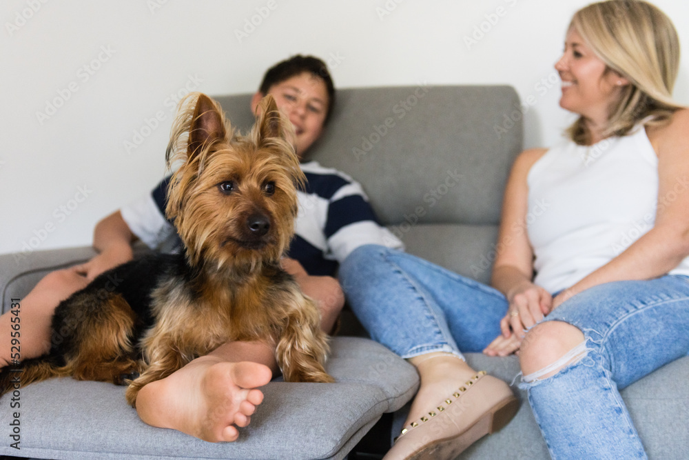 australian terrier dog on sofa with family australian terrier dog on sofa with family