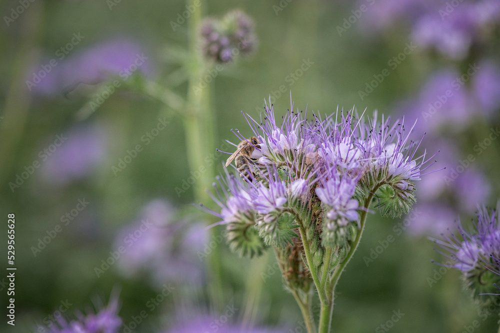 A bee collects nectar from a flower. There is artistic noise. A bee collects nectar from a flower. There is artistic noise.