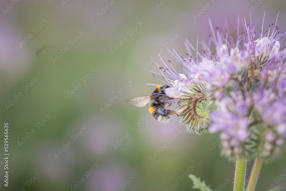 A bee collects nectar from a flower. There is artistic noise. A bee collects nectar from a flower. There is artistic noise.