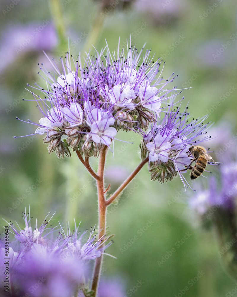 A bee collects nectar from a flower. There is artistic noise. A bee collects nectar from a flower. There is artistic noise.
