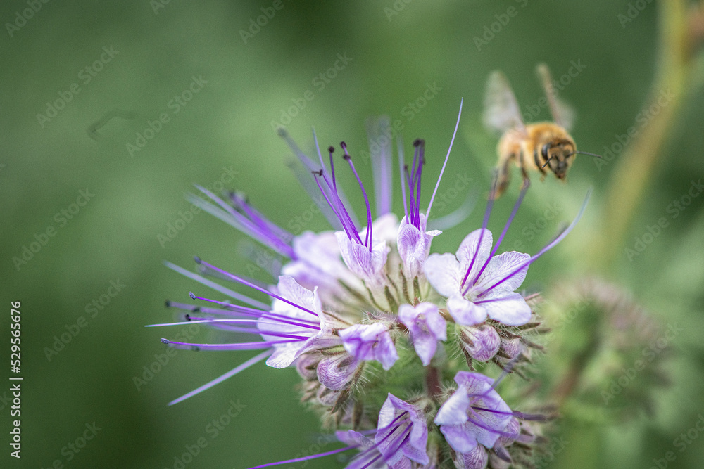A bee collects nectar from a flower. There is artistic noise. A bee collects nectar from a flower. There is artistic noise.