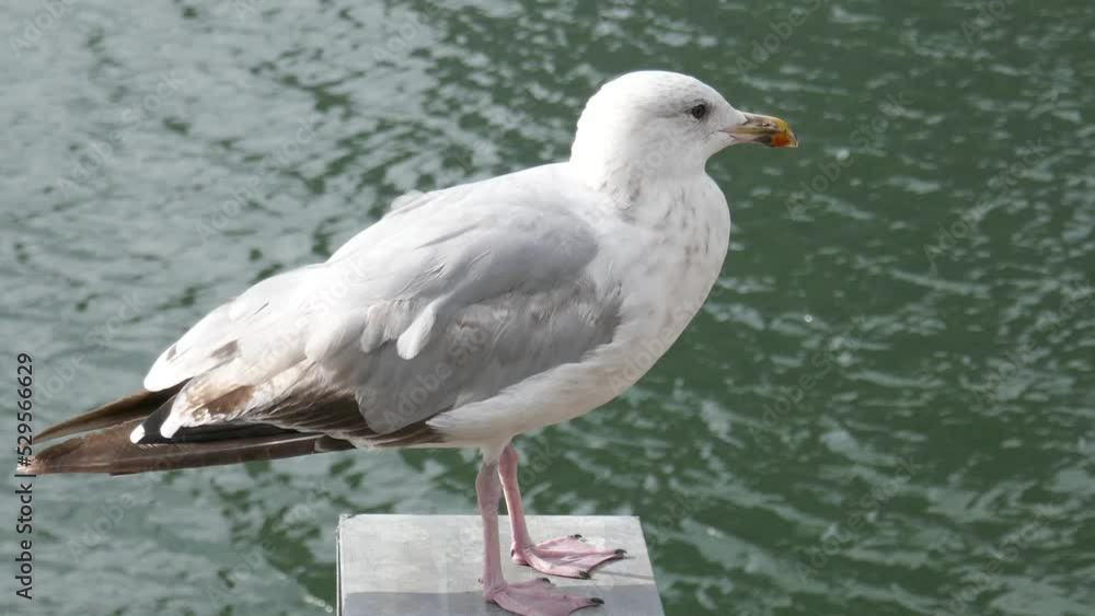 White seagull resting on post with wind blowing and ocean waves in background White seagull resting on post with wind blowing and ocean waves in background