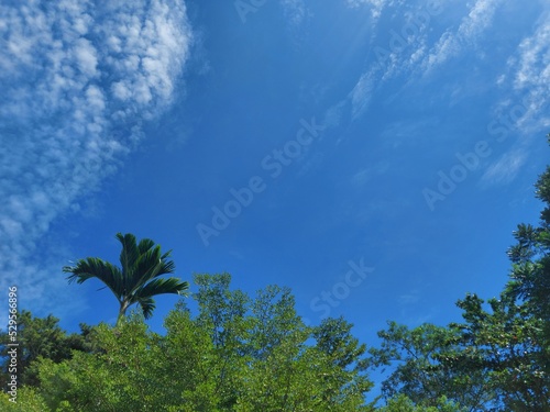 green leaves trees with sky and clouds background nature