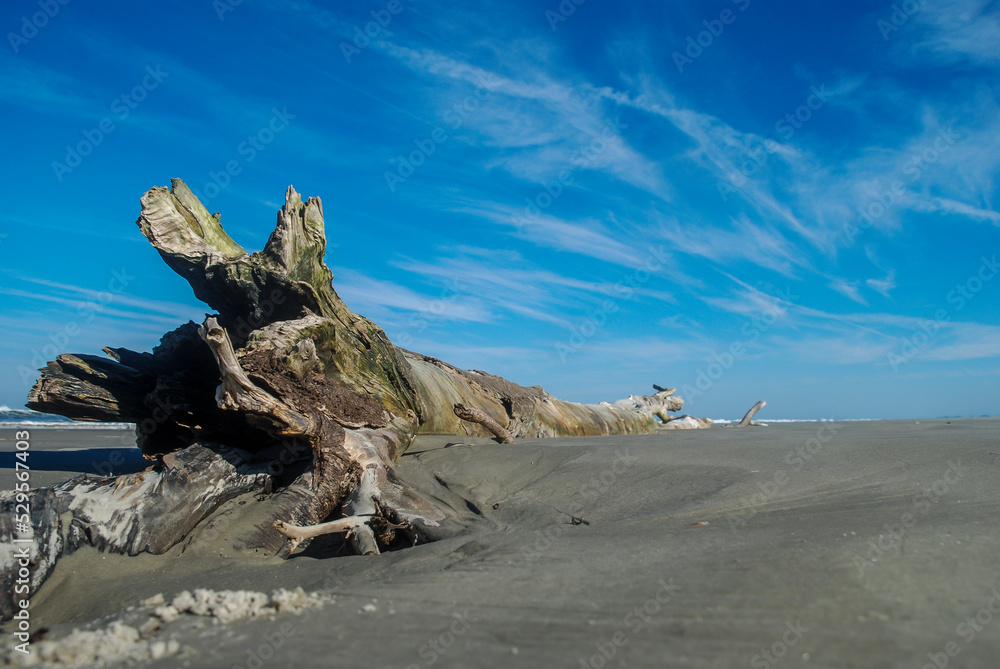 Foco de um pedaço de um tronco cinza de uma árvore na areia do mar com um céu azul ao fundo