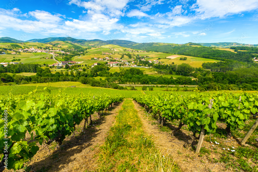 Vineyards landscape and valley at Ternand village in France