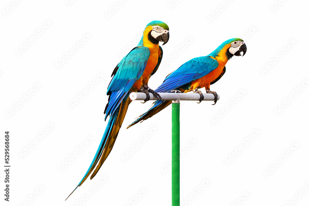 Beautiful Macaw parrots perched on a branch.