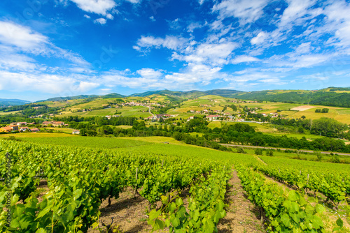 Vineyards landscape and valley at Ternand village in France photo