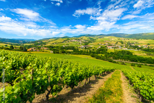 Vineyards landscape and valley at Ternand village in France