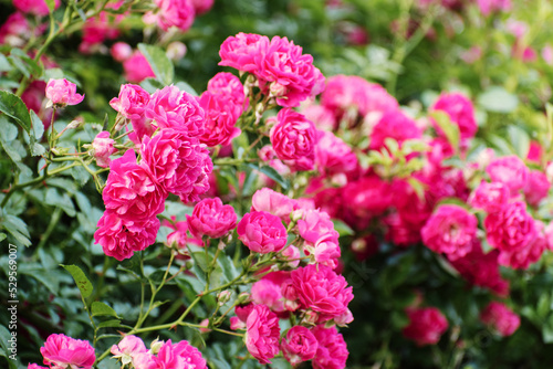 Roses garden. Rose flower outdoor shot. roses background. © Oleksandr Masnyi