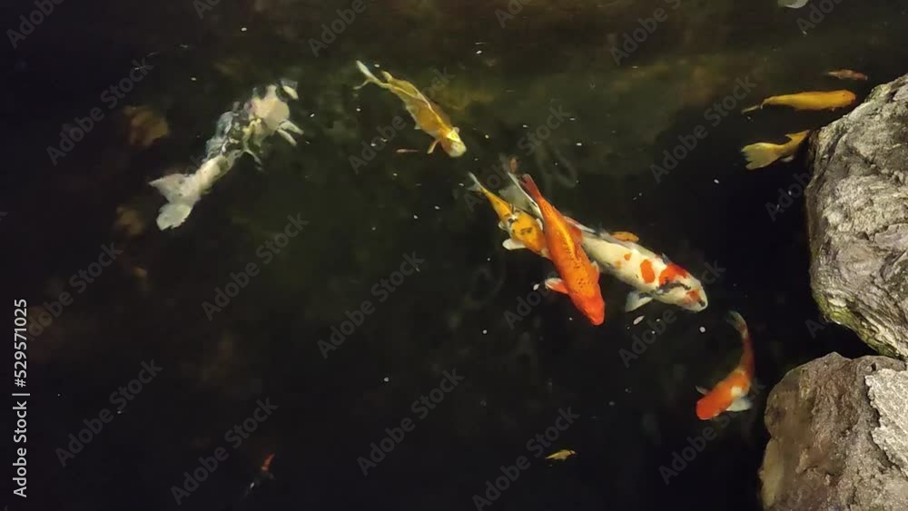 beautiful colorful koi fish in pool beautiful colorful koi fish in pool