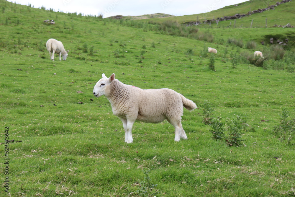 Obraz premium Sheep in the wild