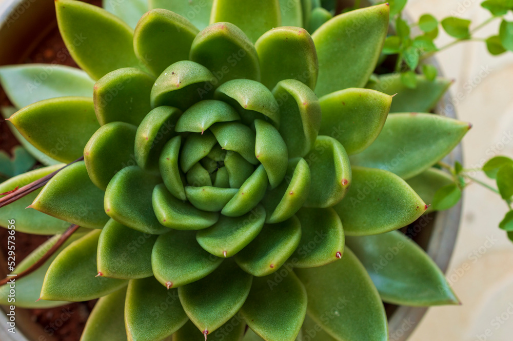 Succulent plant forming a beautiful texture pattern background
Succulent plant forming a beautiful texture pattern background
