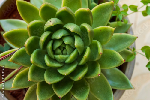 Succulent plant forming a beautiful texture pattern background

