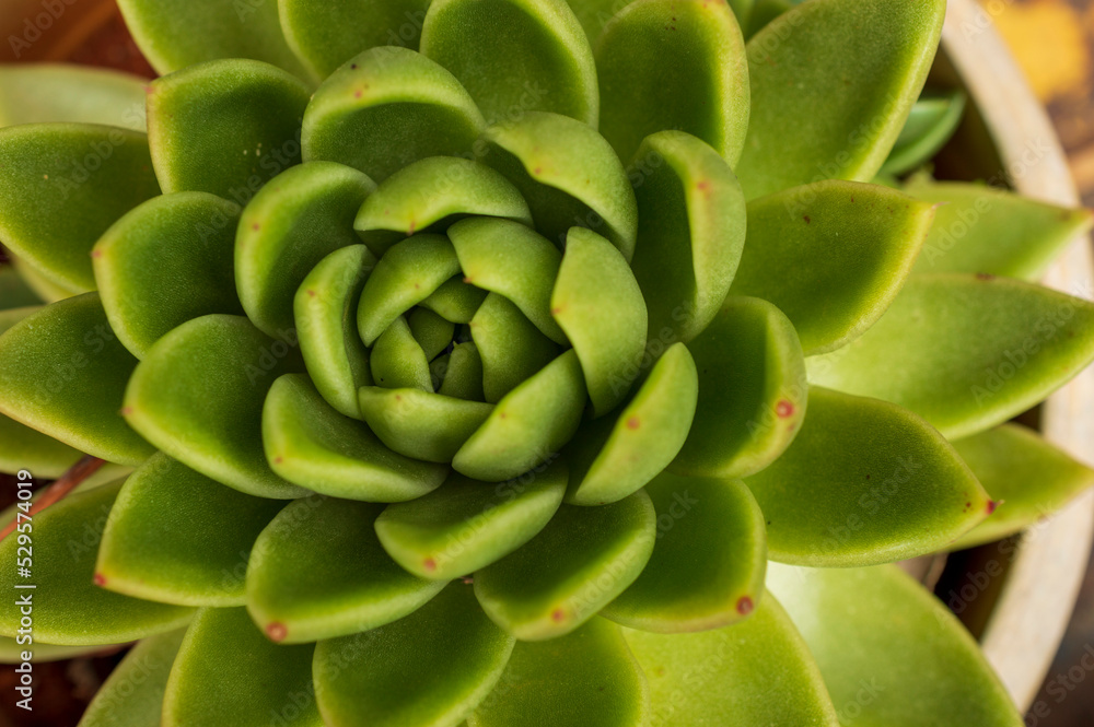 Succulent plant forming a beautiful texture pattern background
Succulent plant forming a beautiful texture pattern background