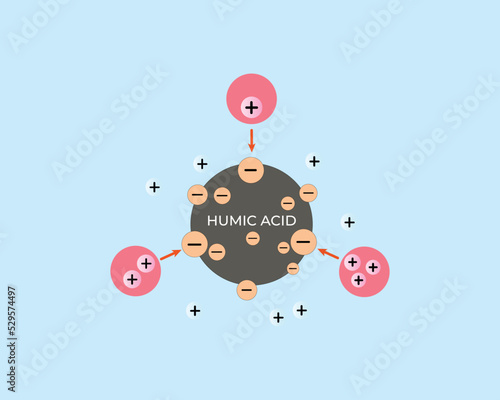 	
illustration of humic acid absorbing positive ions. Cation and anion exchange. Reduction of Al, Fe toxicity in the soil