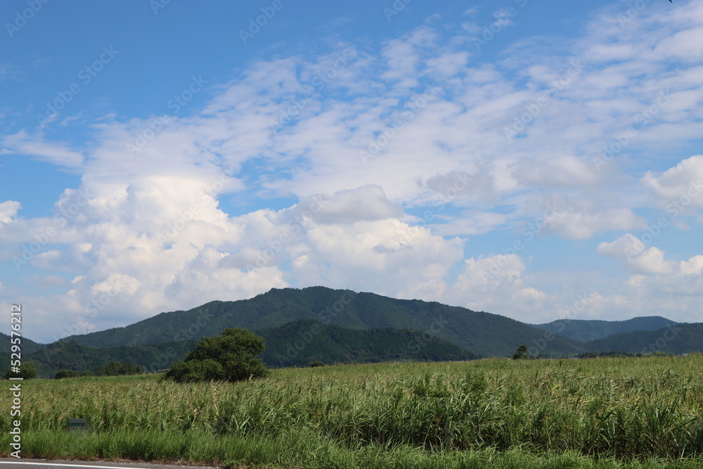 Obraz premium 湖畔の風景