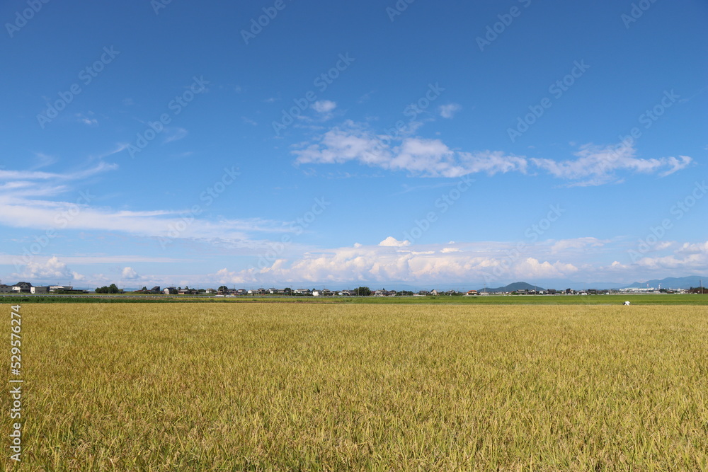 田　９月　収穫間際