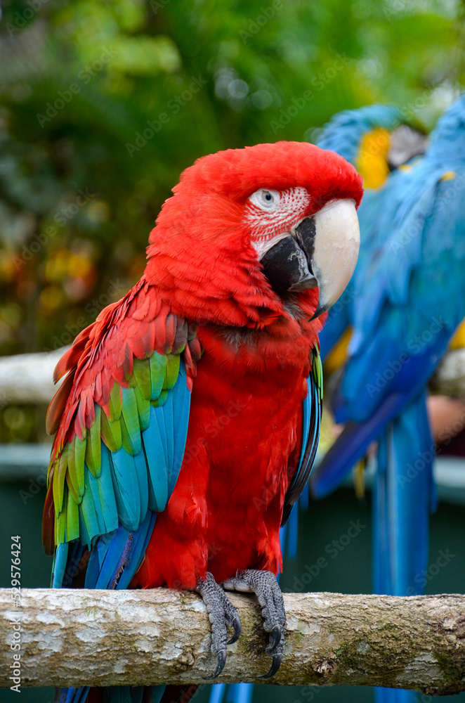 Obraz premium red and blue macaw