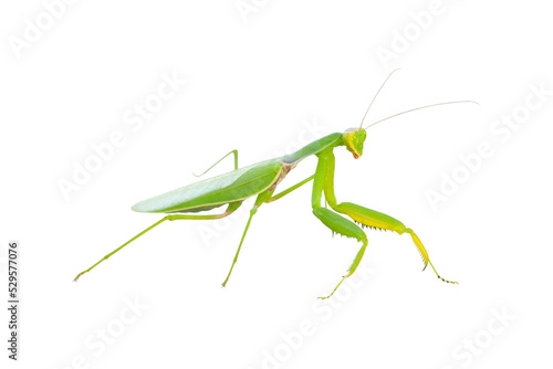 Beetle mantis on a white background