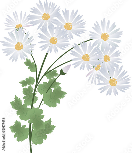 秋の花　小菊