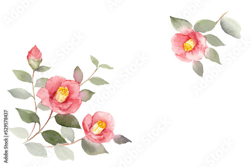 Foto Watercolor illustration of camellia flower with transparent background