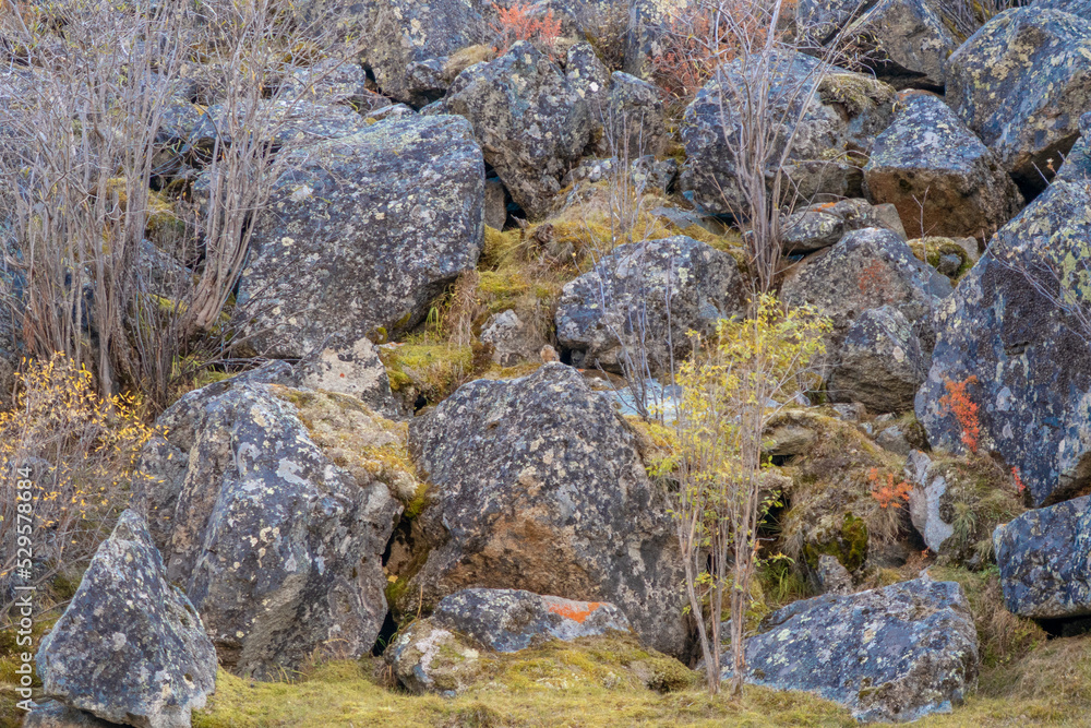 Moss-covered rocks. Beautiful moss and lichen covered stone. Background textured in nature