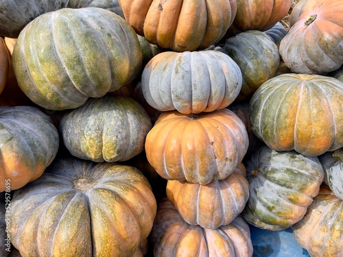 Muskat Kürbis Moschuskürbis