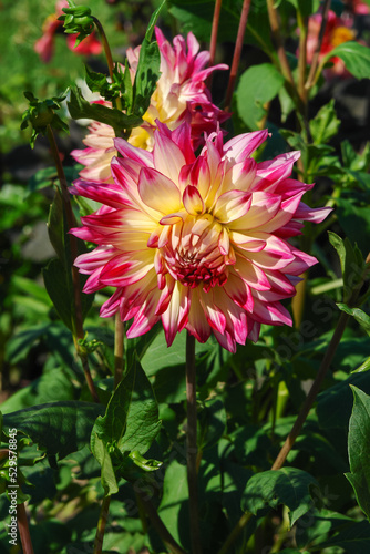 Dahlia of the 'Zoey Rey' variety (Dinnerplate type) in the garden. Creamy yellow, double dahlia with purple-rose edges