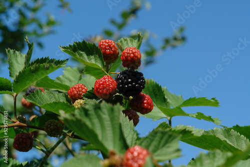 A close up of ripening thornless blackberry fruits (Rubus ulmifolius, Rubus fruticosus) on a branch against the sky