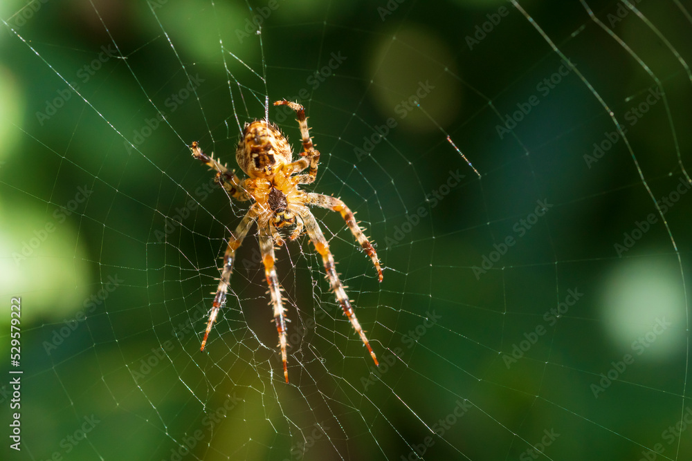 Eine Spinne in ihrem Netz Eine Spinne in ihrem Netz