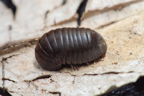 pill millipede oniscomorpha insect. animal.