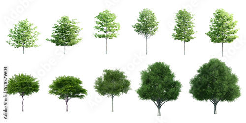 Collection Beautiful 3D Trees Isolated on PNGs transparent background , Use for visualization in architectural design or garden decorate 