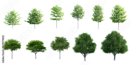 Collection Beautiful 3D Trees Isolated on PNGs transparent background , Use for visualization in architectural design or garden decorate	