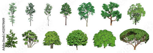 Collection Beautiful 3D Trees Isolated on PNGs transparent background   Use for visualization in architectural design or garden decorate 