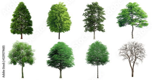 Collection Beautiful 3D Trees Isolated on PNGs transparent background , Use for visualization in architectural design or garden decorate	