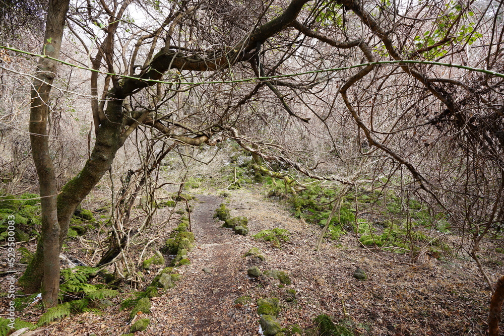 old trees and vines in winter forest
old trees and vines in winter forest