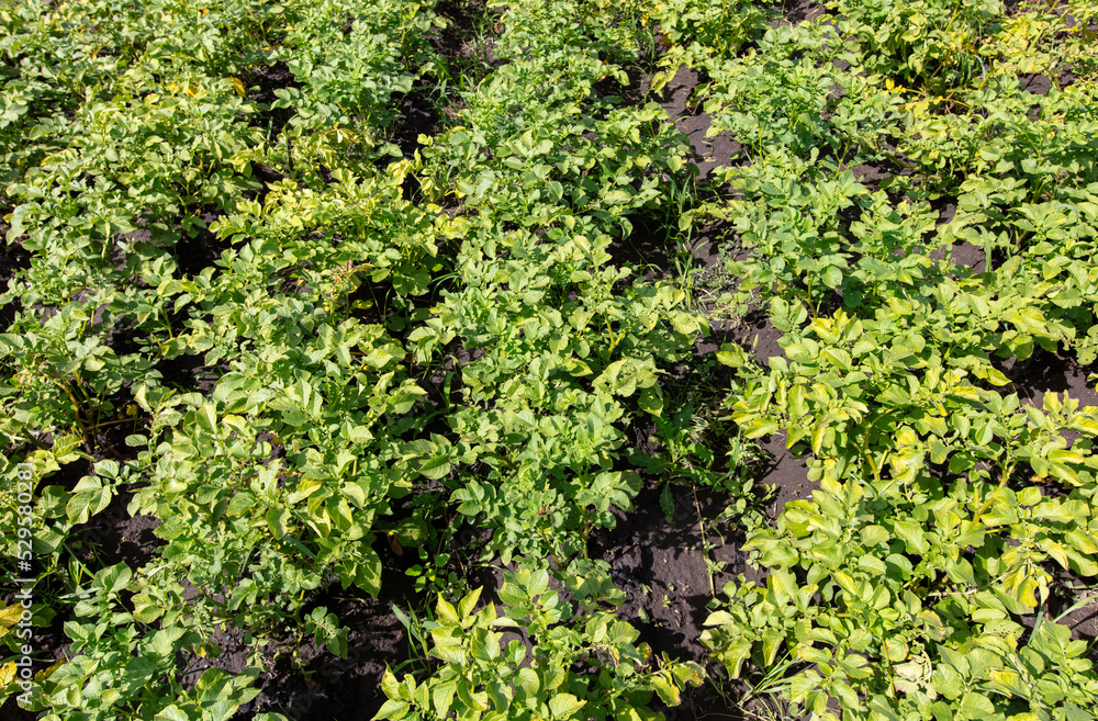 Green leaves of potatoes in the vegetable garden. Green leaves of potatoes in the vegetable garden.