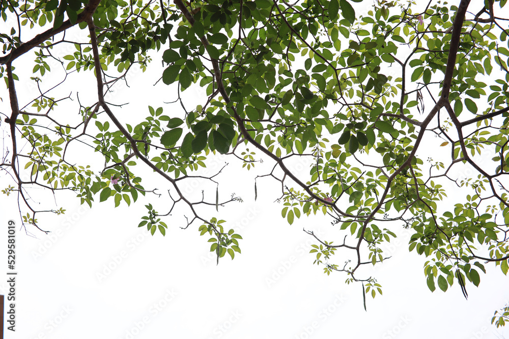 Green branches and leaves, white background, angle up Green branches and leaves, white background, angle up