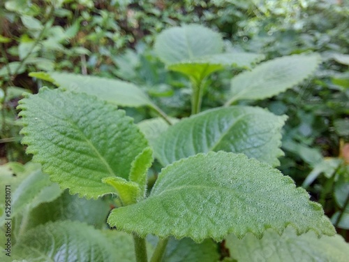 peppermint leaves green in the nature park