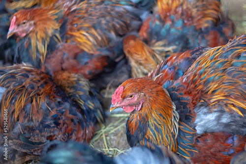 Portrait of a yellow-black chicken close-up. Breeding and maintenance of farm birds and animals. Organic farm products for food. Eggs and meat of home production. Incubators for artificial breeding