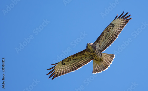 Common buzzard (Buteo buteo) flies high in blue sky with stretched wings photo