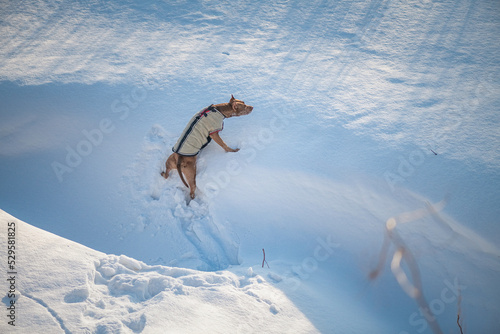 A beautiful purebred American Pit Bull Terrier is playing outdoors in winter. There is artistic noise.