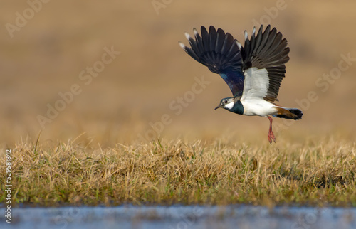 Northern lapwing (Vanellus vanellus) in flight over grass and ground with fully stretched wings  photo