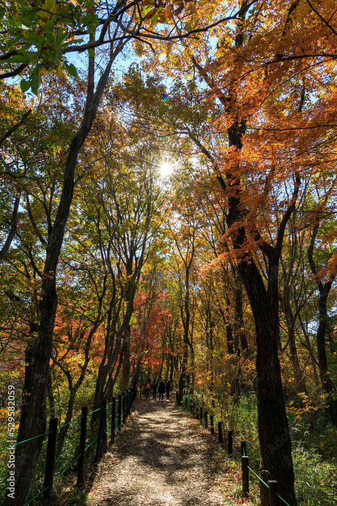 Fototapeta premium 埼玉県嵐山渓谷の遊歩道
