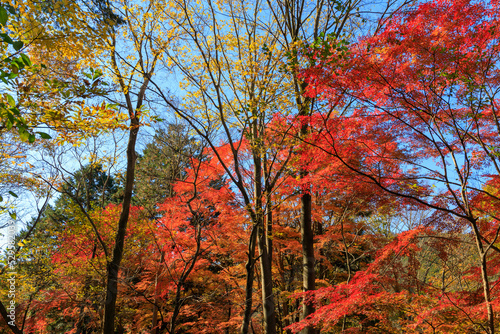 紅葉した埼玉県嵐山渓谷の樹木