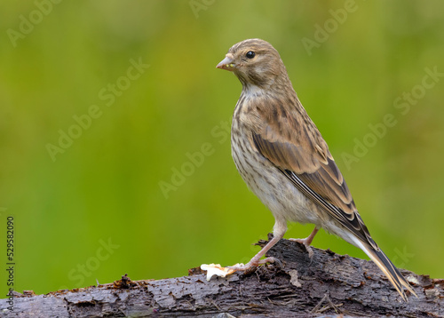 Canvas Print Female Common linnet (Linaria cannabina) posing on a tree bark trunk with green