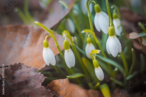 White primroses close-up on a blurred brown background with a sun glare. The first flowers grew in urban parks and forests after the passing of winter. A bunch of snowdrops grows on frozen soil