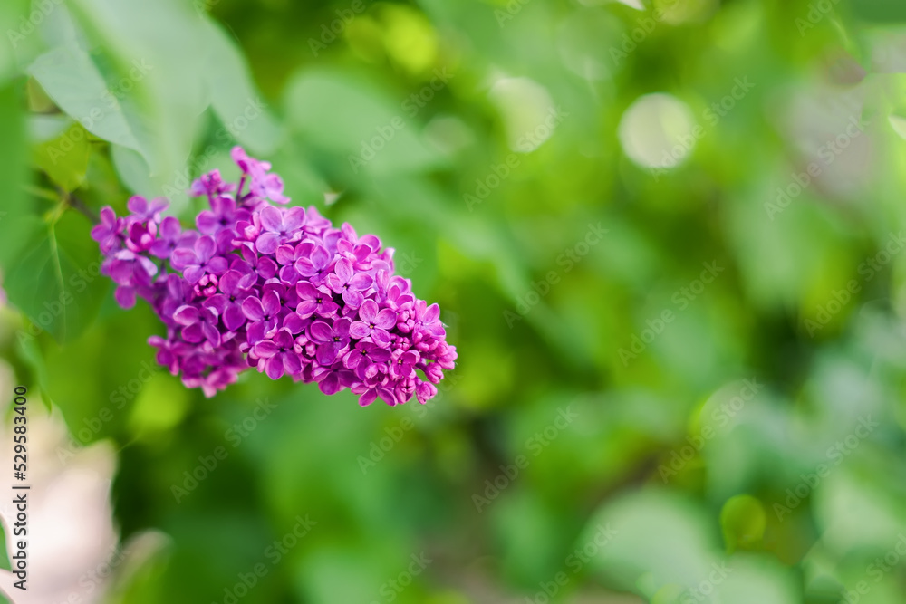 Large bright purple flowers of an urban shrub on a blurred background. Blooming lilac close-up on a green background. Garden plant that smells delicious in the spring season. Bouquet as a gift. Large bright purple flowers of an urban shrub on a blurred background. Blooming lilac close-up on a green background. Garden plant that smells delicious in the spring season. Bouquet as a gift.